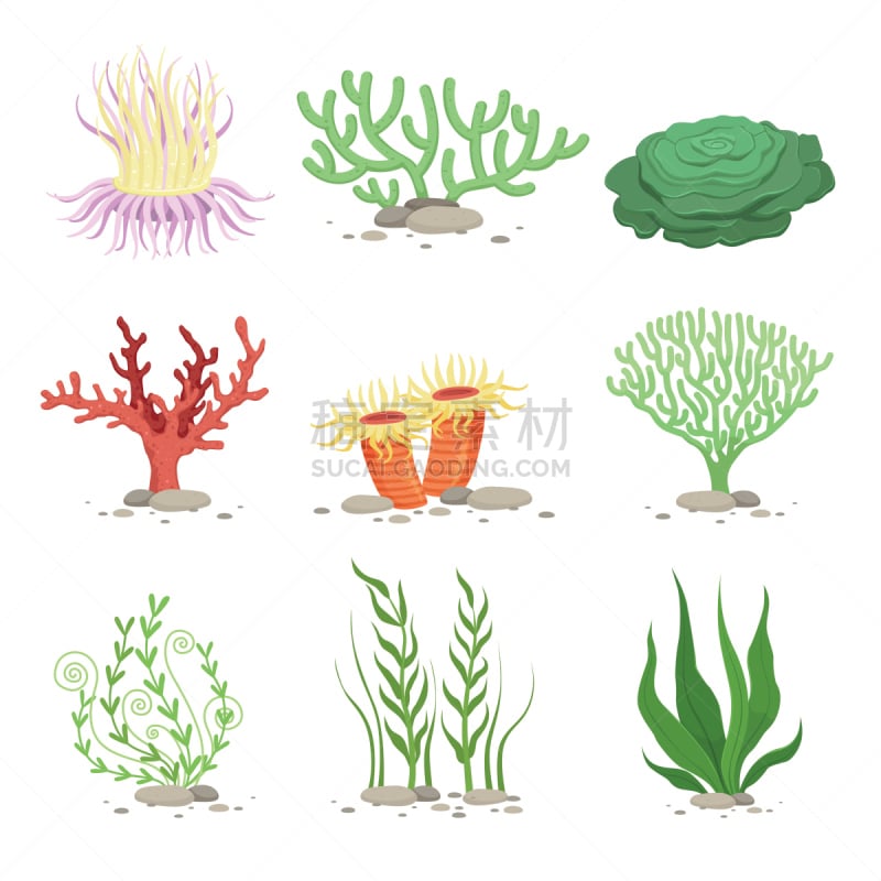 绘画插图,水下,矢量,白色,高雅,幽默,卡通,植物群,海藻灰,珊瑚