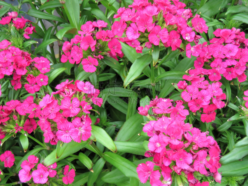 Sweet William flowers pink