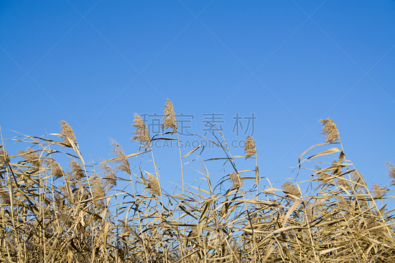 芦苇,天空,褐色,水平画幅,无人,蓝色,圆锥花序植物,户外,干的,苇地