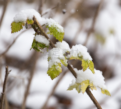叶子,冬天,雪,白色,哈萨克斯坦,冰冻酸奶,秋天,风景线拱,图像,美容院