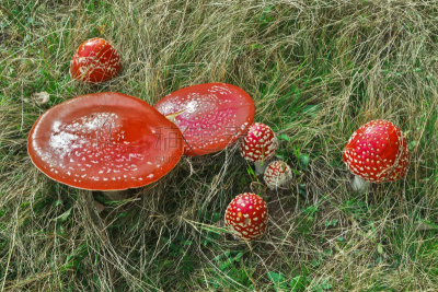 蘑菇,红色,花园矮人雕像,水平画幅,无人,苔藓,户外,生物学,草,特写