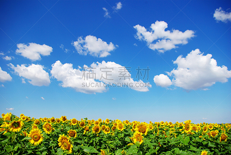 田地,向日葵,自然,天空,草地,水平画幅,无人,蓝色,户外,植物