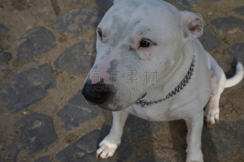 狗,福克斯猎狐犬,牛头梗,斯塔福德郡斗牛犬,灰猎犬,拳师犬,贵宾犬,比格犬,水平画幅,无人