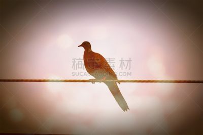鸟类,电缆,图像特效,电力线,40-80年代风格复兴,自然,水平画幅,蓝色,泰国,北美歌雀