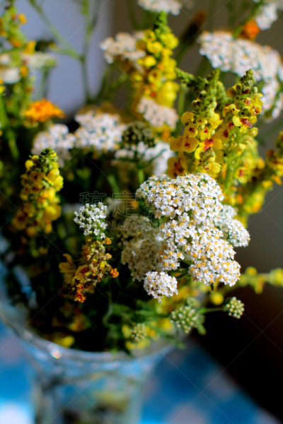 毛蕊花属,西洋蓍草,花瓶,鼻出血,格子花纹,野花,垂直画幅,美,无人,夏天