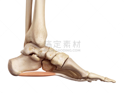 绘画插图,健康保健,水平画幅,白色背景,科学,计算机制图,计算机图形学,生物学,背景分离