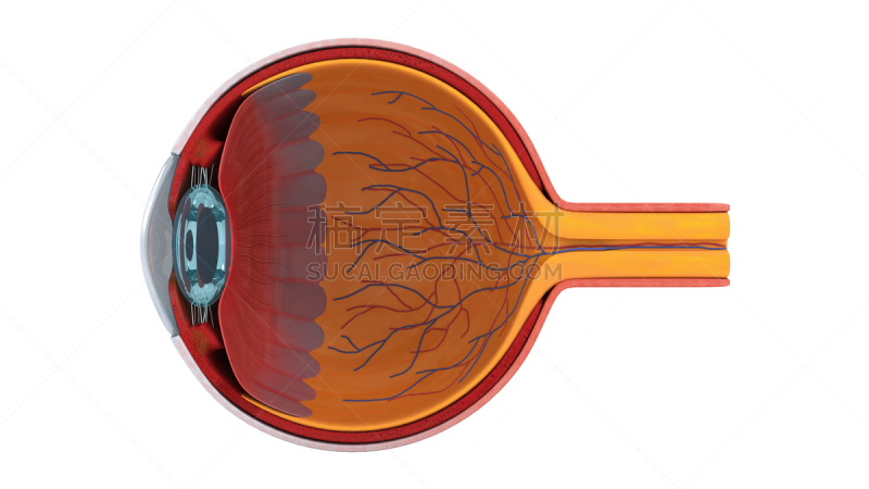 人的眼睛,三维图形,平衡折角灯,插画,有序,角膜,水平画幅,无人,十字形