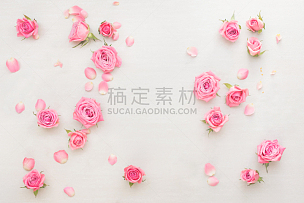 粉色,花蕾,玫瑰,白色背景,花瓣,贺卡,留白,高视角,情人节,生日