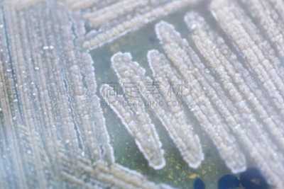微生物学,实验室,细菌,皮氏培养皿,餐具,显微镜,生物科技,水平画幅,酵母,科学实验