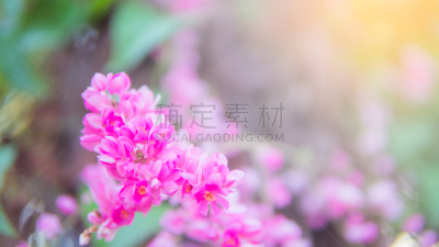 有蔓植物,粉色,光,运动模糊,布希曼族,背景虚化,自然美,风景,美,蓝花藤
