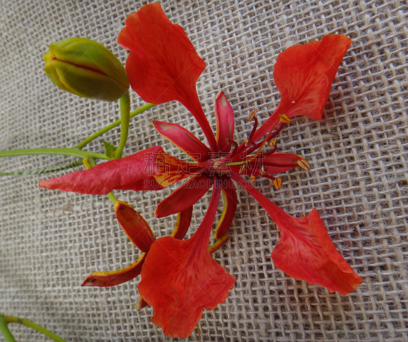 Delonix regia - Red flower