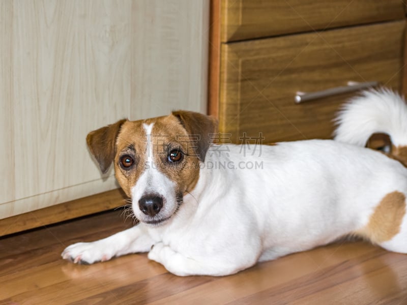 杰克拉瑟短腿犬,狗,住宅房间,可爱的,褐色,衣柜,复合地板,整腹术,海马,神经外科