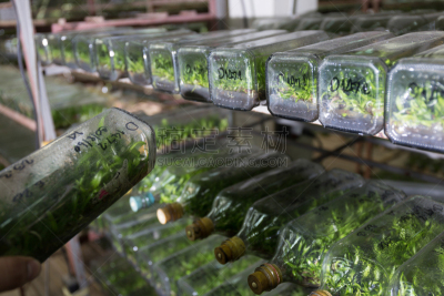 架子,实验室,植物,瓶子,技术,植物细胞,微生物,新生儿,新的,生物科技