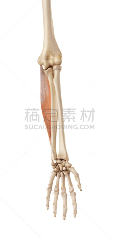 绘画插图,健康保健,尺侧腕屈肌,生物学,白色背景,背景分离,准确,垂直画幅,全景
