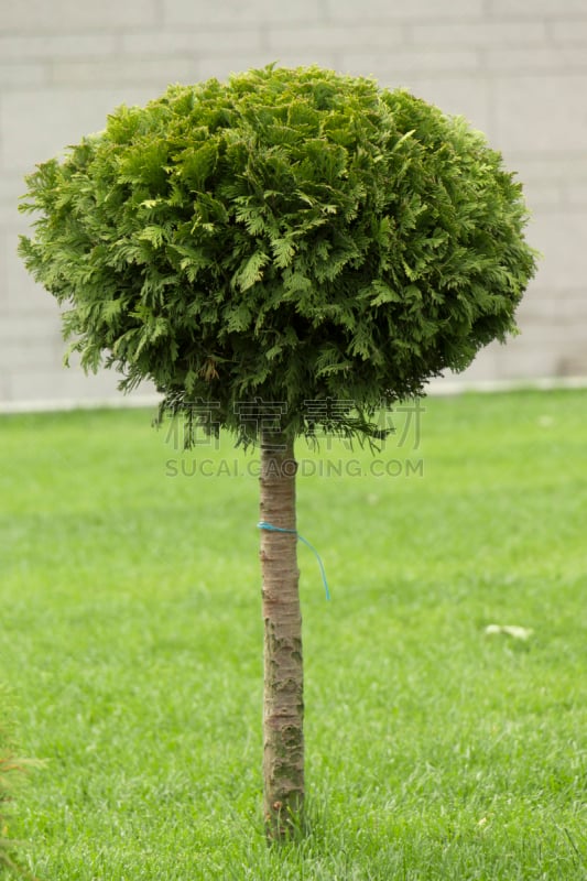 碎纸,地形,垂直画幅,林区,夏天,面神经,草,刀刃草,边界