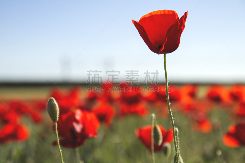 野生植物,红色,豆袋抛,足球球门柱,预兆的,可持续资源,风,水平画幅,无人,五月