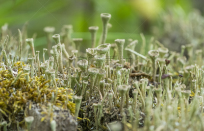 cup lichen vegetation closeup