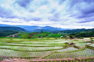 稻,梯田,田地,水平画幅,枝繁叶茂,无人,湿,长颈族,草,泰国