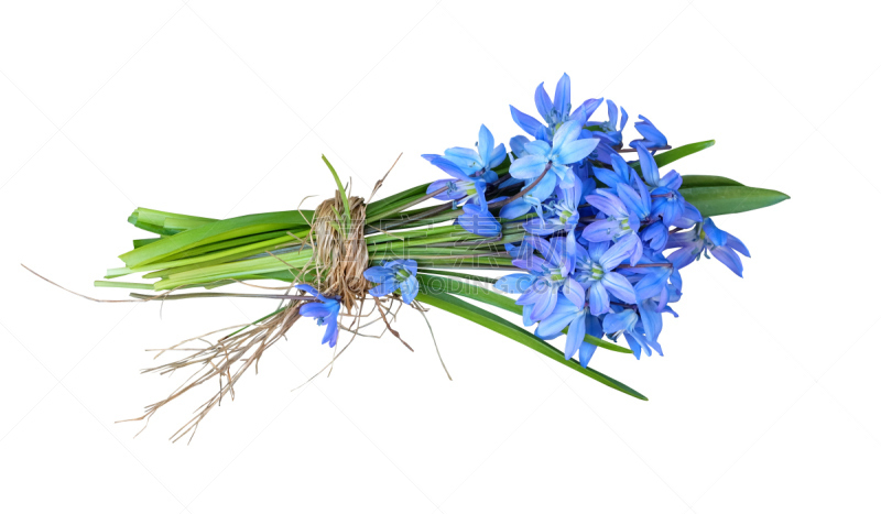 雪花莲,花束,蓝色,美,贺卡,复活节,水平画幅,无人,花卉花环,特写
