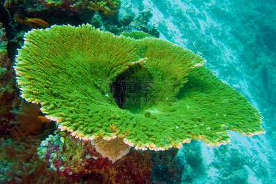 礁石,珊瑚,mithridates vi,水,水肺潜水,水下,野外动物,山脊,海滩,刺胞动物