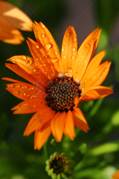 An Orange African Daisy