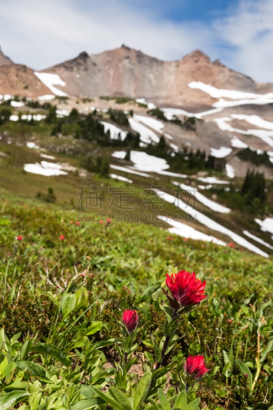 华盛顿州,野花,画笔,极端地形,山,草地,吉福德平肖国家森林,国家森林公园,垂直画幅,选择对焦