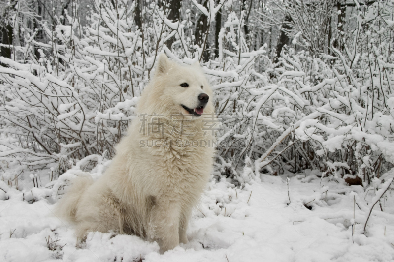 雪,灌木,萨摩耶犬,狗,寒冷,毛皮,水平画幅,无人,户外,爱斯基摩犬