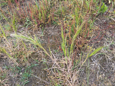 Sand dune grass