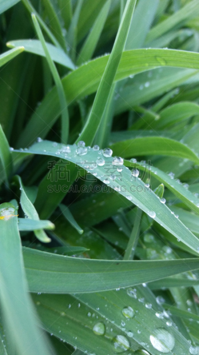 四季,垂直画幅,选择对焦,雪,无人,夏天,户外,特写,植物,冬天