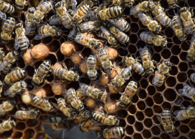 蜜蜂,收容所,克罗尼亚省,蜜汁火腿,嗡嗡响的,昆虫群,蜂蜡,beekeeper,养蜂,蜂箱