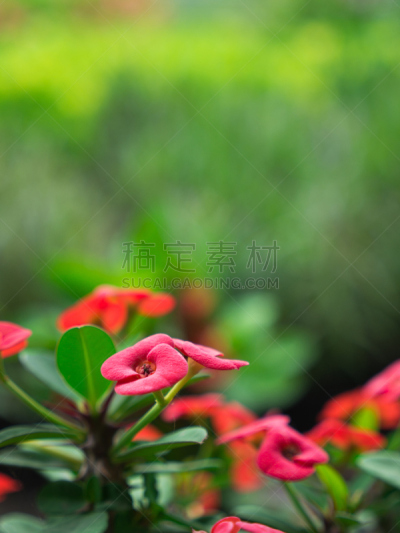 大戟科,红色,侧面视角,垂直画幅,水,留白,无人,猩猩木,荆棘,尖利