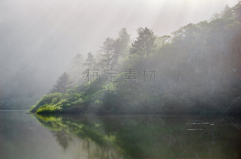 德劳特卡斯特州立公园,洪堡企鹅,国际生物圈保护区,红杉,原生林,北加利福尼亚州,环境,世界遗产,加利福尼亚,植物