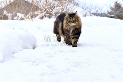 褐色,雪,挪威森林猫,黑色,森林,自然美,t形台,水平画幅,进行中,动物习性