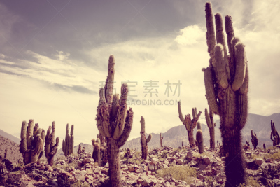 阿根廷,沙漠,萨挂诺仙人掌,萨尔塔省,热带气候,环境,云,环境保护,复古风格,仙人掌