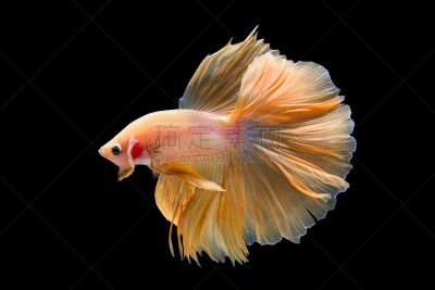 暹罗斗鱼,人工饲养动物,水族馆,自然,水,美,水平画幅,白色背景,背景分离,泰国