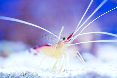 清洁虾,水,水平画幅,水下,动物身体部位,特写,活力,盐,礁石,鱼缸