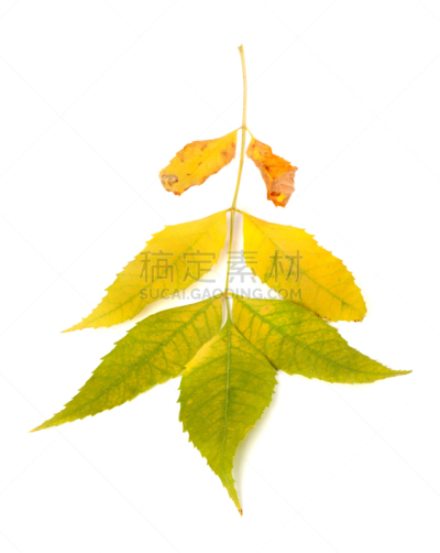 Autumn ash-tree leaves