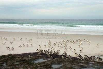 岩石跳跃企鹅,南,南跳岩企鹅,东福克兰群岛,筑巢处,福克兰群岛,水平画幅,山,无人,鸟类
