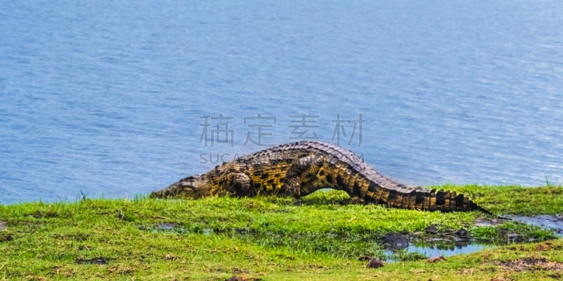 乔贝国家公园,博茨瓦纳,鳄鱼,丘比河,海滩,萨谬提保护区,莫瑞米野生动物保护区,奥卡万戈三角洲,喀拉哈里沙漠,马赛人