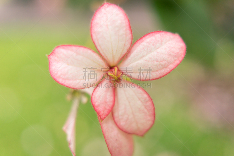 黄色,自然,水平画幅,无人,粉色,印度,花,摄影