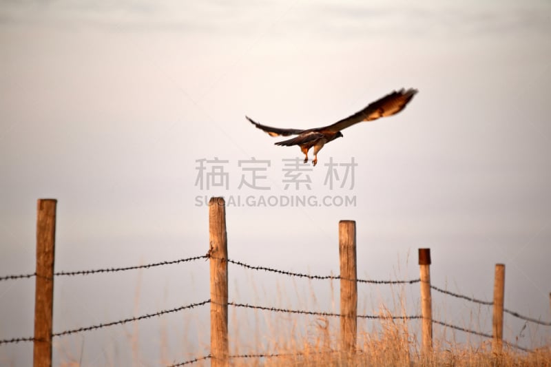 swainson's hawk,网栅栏,木桩,自然,野生动物,食肉鸟,水平画幅,鸟类,动物身体部位,张开翅膀