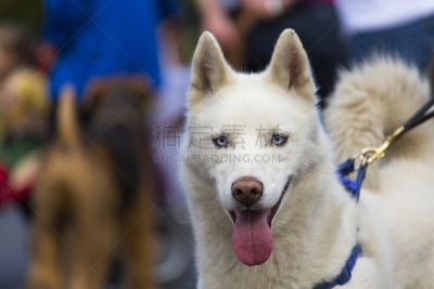 阿拉斯加雪橇犬,看,相机,西伯利亚哈士奇犬,正面视角,留白,动物嘴,水平画幅,注视镜头,无人