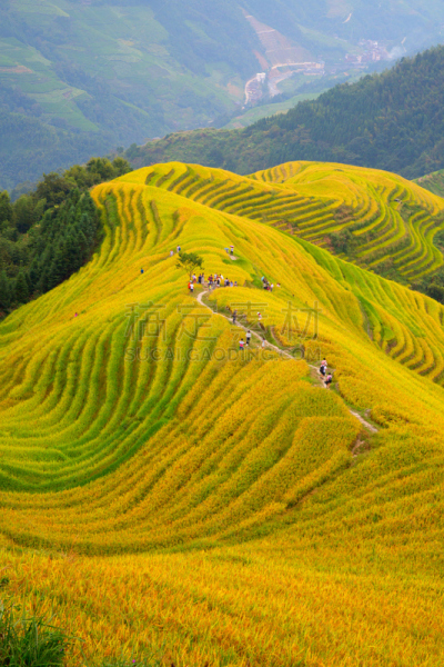 稻,梯田,龙脊梯田,垂直画幅,美,枝繁叶茂,山,传统,户外,水稻梯田