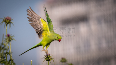 野外动物,绿色,鹦鹉,以色列,分离着色,天空,水平画幅,无人,鸟类,夏天
