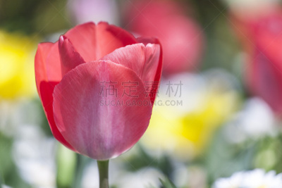 郁金香,留白,公园,水平画幅,无人,日本,户外,特写,春天,江户川