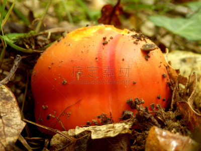 蘑菇,该撒利亚,鹅膏菌,美,水平画幅,生食,户外,特写,恺撒大帝,食用菌