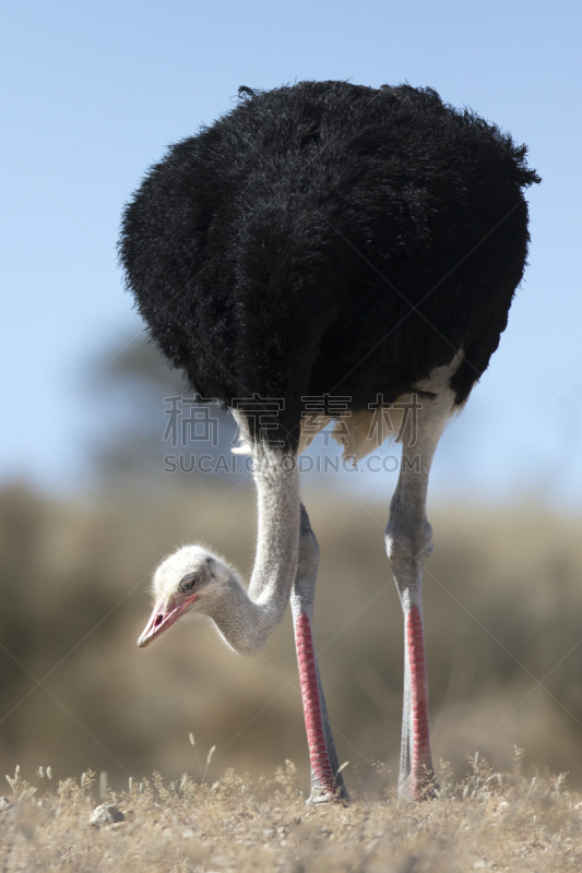 鸵鸟,雄性动物,masai ostrich,索马里鸵鸟,撒哈拉以南非洲,veldt,南非部落,喀拉哈里沙漠,卡格拉格帝边境公园,津巴布韦