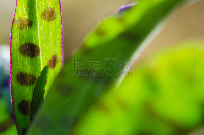 叶子,特写,斑兰,基底细胞,稀缺,疙瘩,兰花,椭圆形,草原,水平画幅