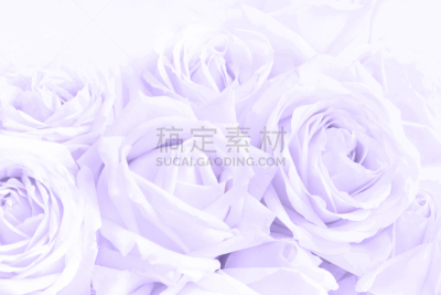 柔和,玫瑰,脆弱,背景,接力赛,充满的,选择对焦,米色,风,美