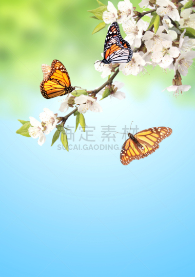 樱桃,黑脉金斑蝶,垂直画幅,天空,美,留白,无人,夏天,干净,俄罗斯